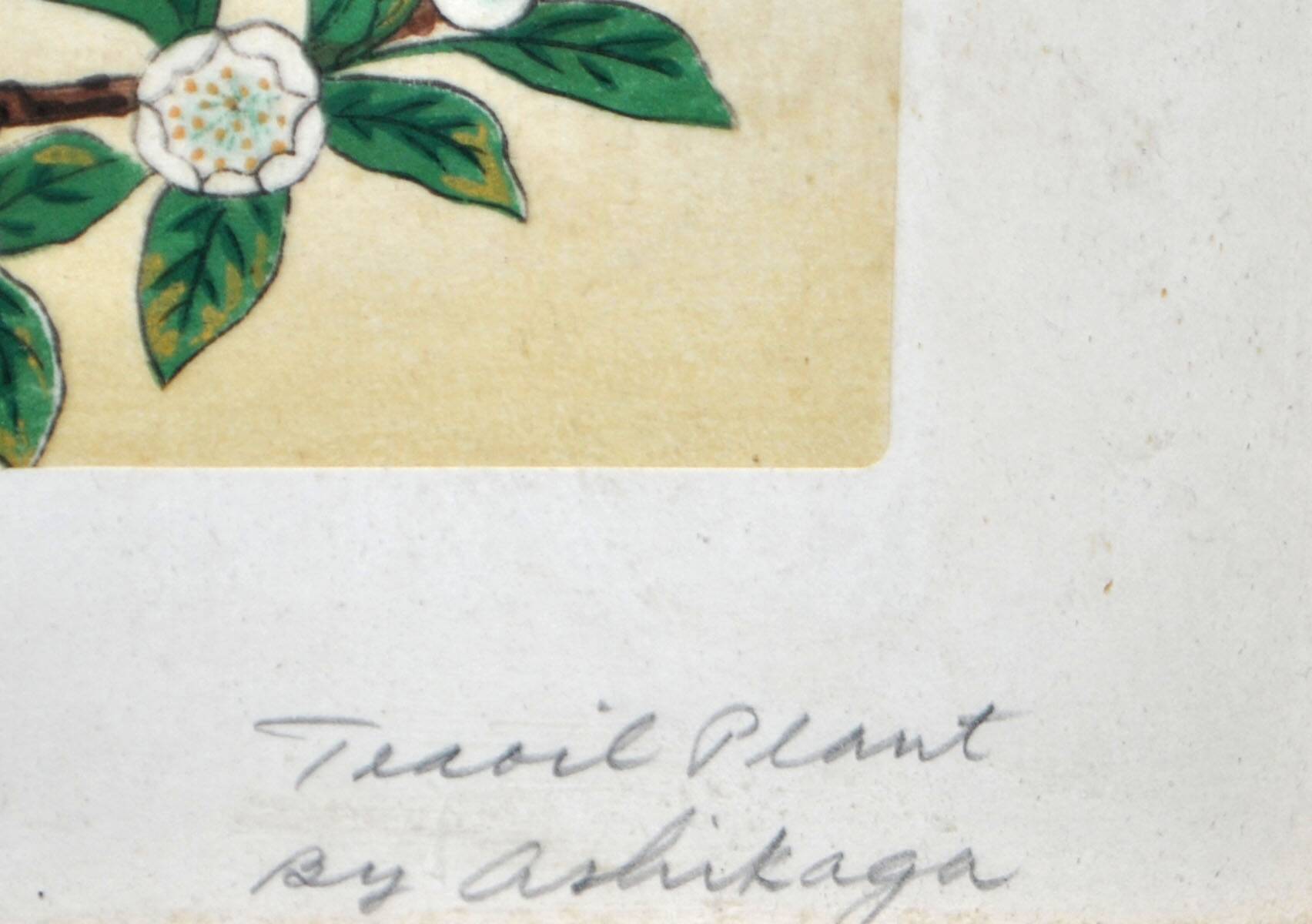 Painting enhanced engraving bird japan signed ashikaga "teaoil plant" 1950