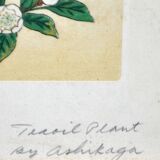 Painting enhanced engraving bird japan signed ashikaga "teaoil plant" 1950