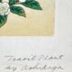 Tableau gravure rehaussée oiseau japon signé ashikaga "teaoil plant" 1950