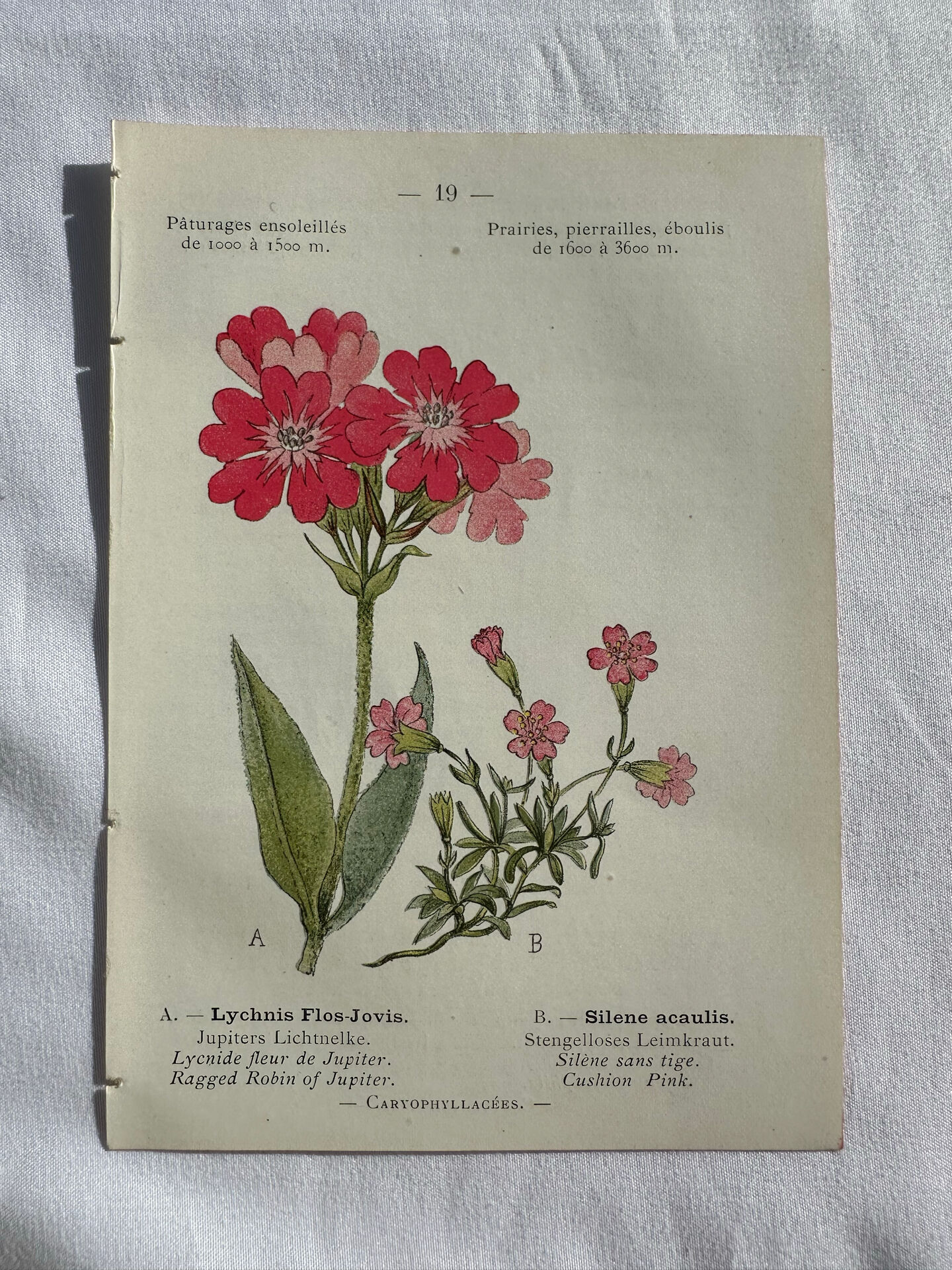 Naturalist Plate – 19th Century Botanical Engraving, Double-Sided