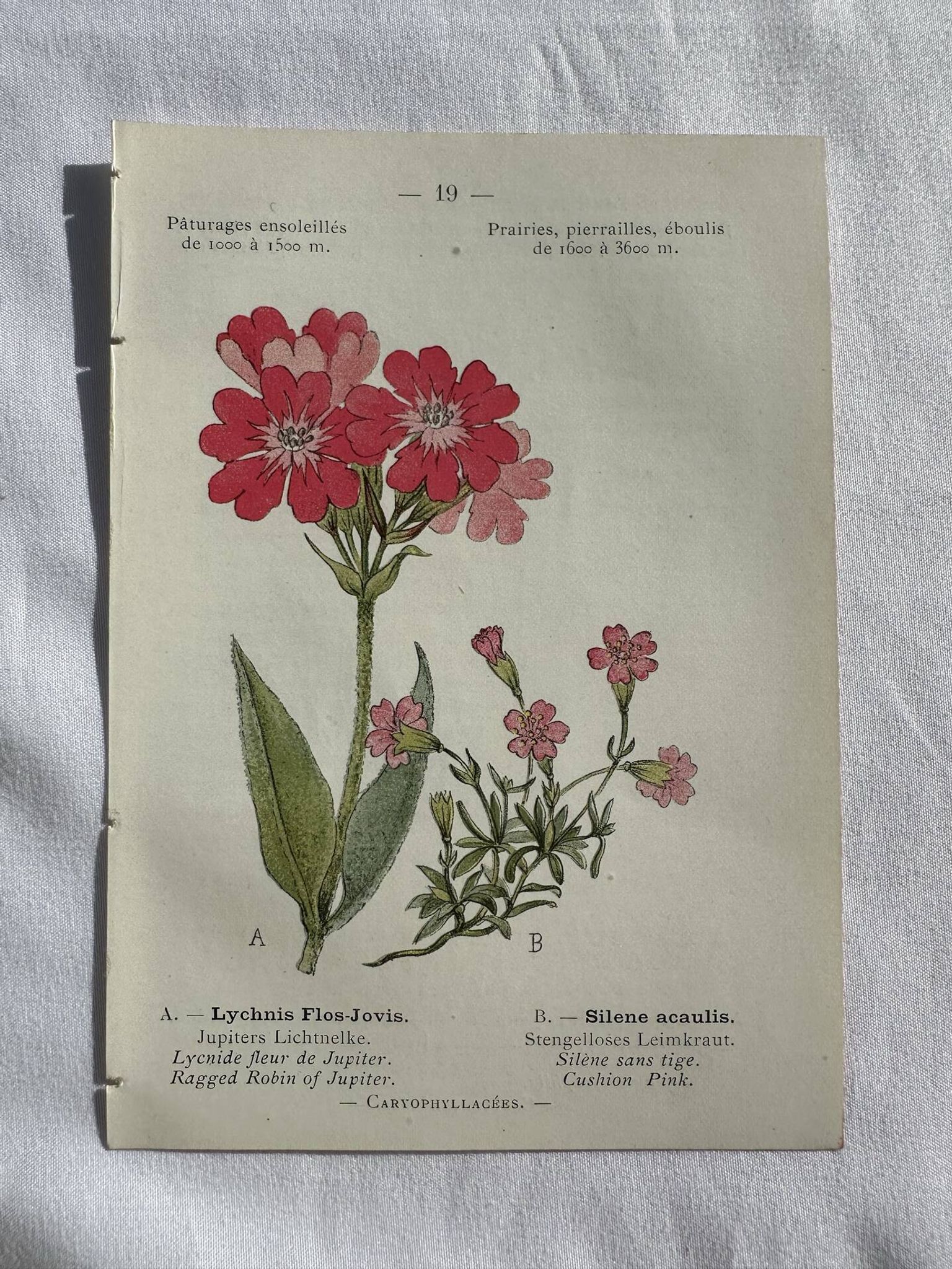 Planche Naturaliste – Gravure botanique ancienne 19eme  recto verso