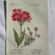 Naturalist Plate – 19th Century Botanical Engraving, Double-Sided