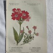 Planche Naturaliste – Gravure botanique ancienne 19eme  recto verso