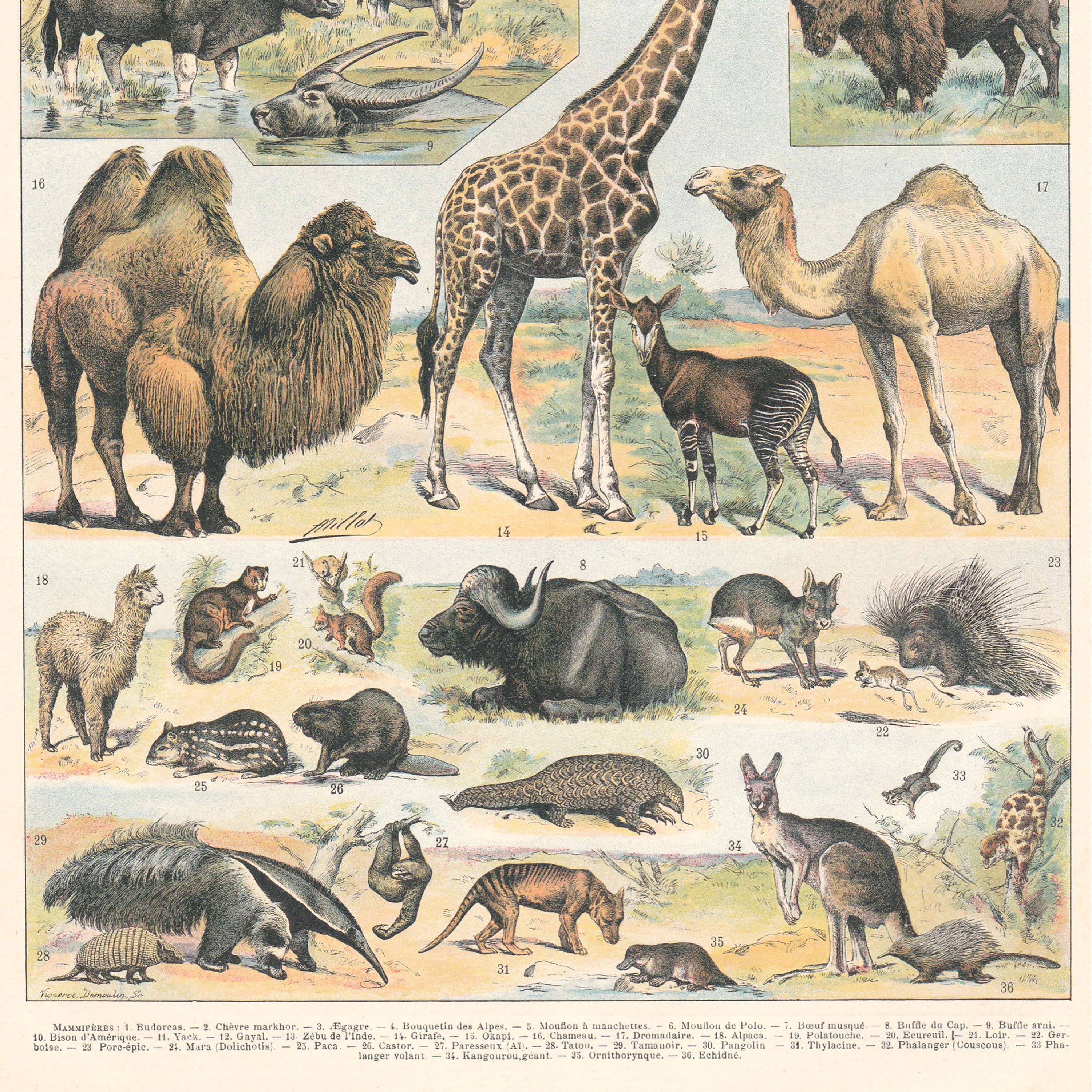 Old plate on mammals 1897