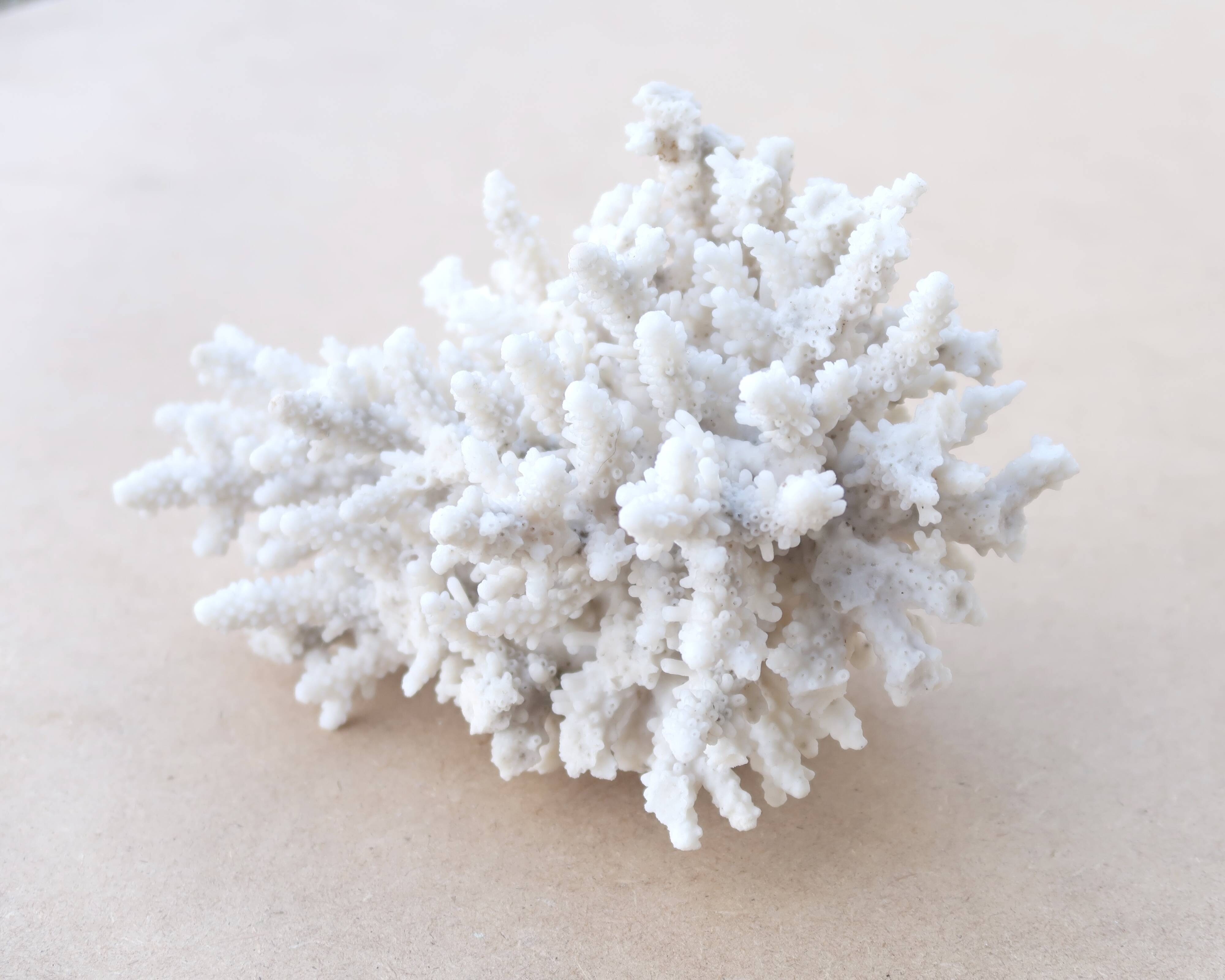 Natural white coral cabinet of curiosities, 1970s