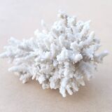 Natural white coral cabinet of curiosities, 1970s