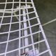 Pair of white lacquered Bertoia chairs