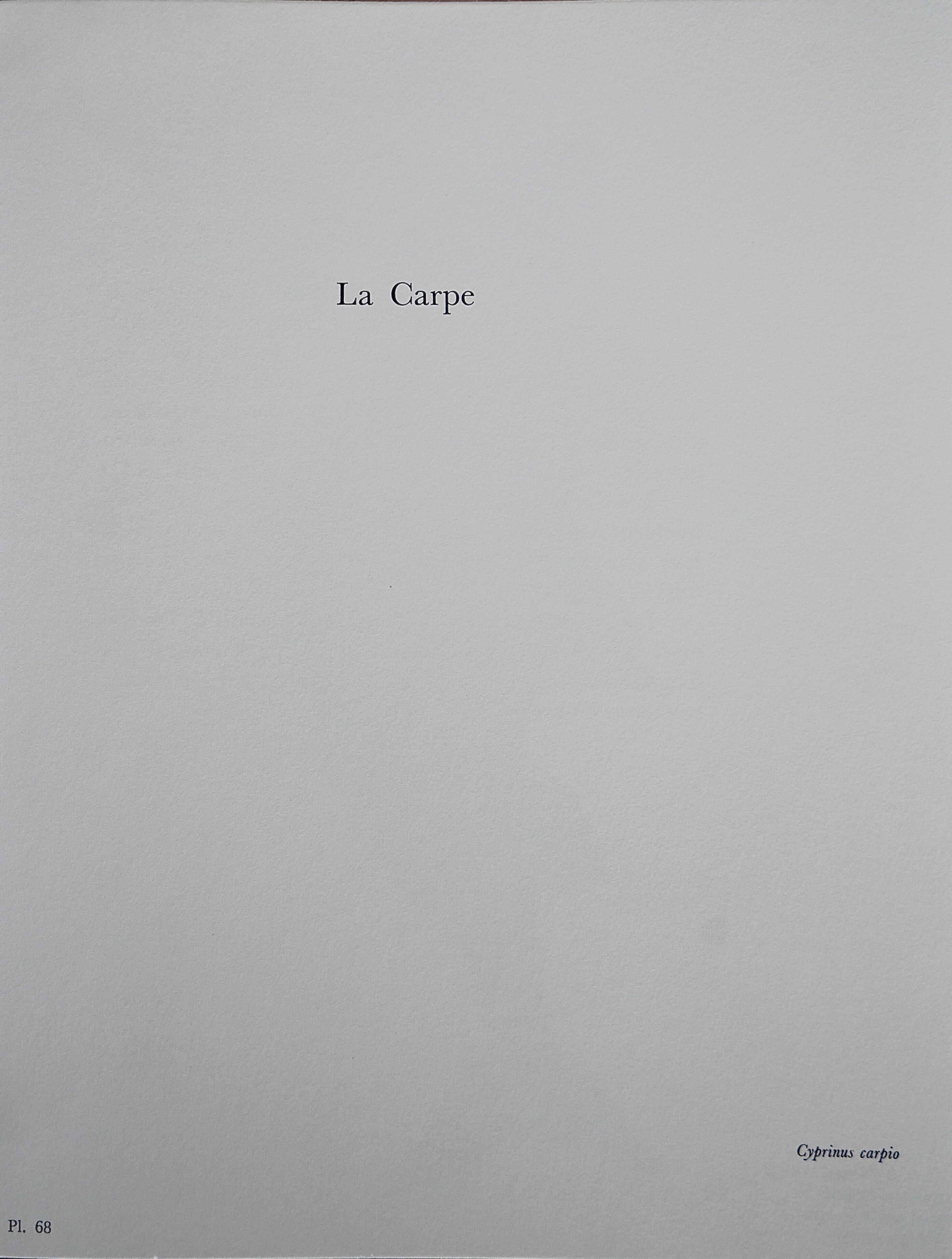 Bestiary la carpe board