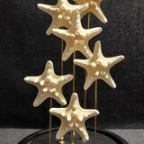 Cabinet of Curiosities globe with white starfish protoreaster nodosus