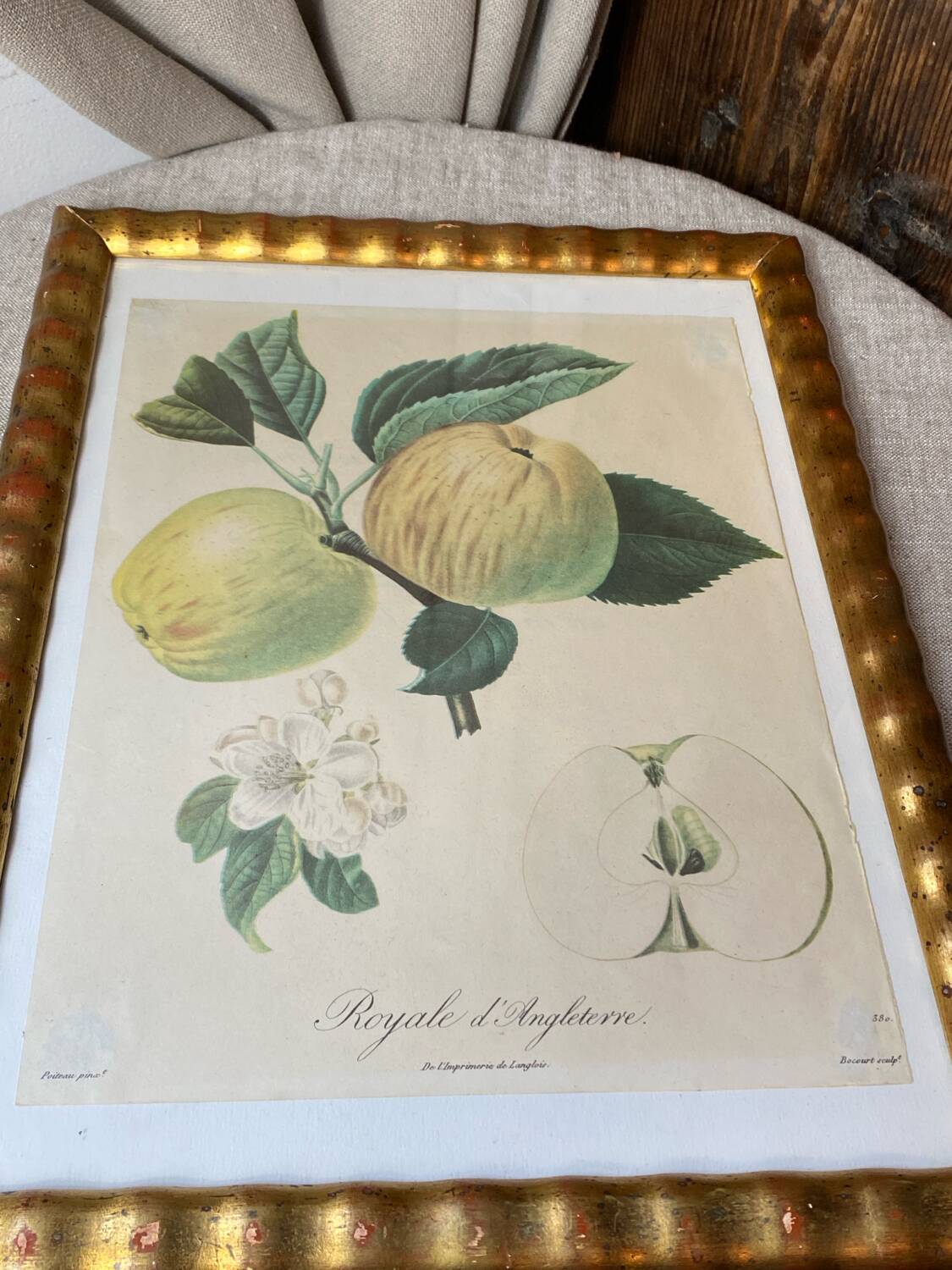 Botanical poster, Langlois print, Royal apple of England