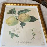 Botanical poster, Langlois print, Royal apple of England