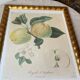 Botanical print, Langlois print, Royal Apple of England