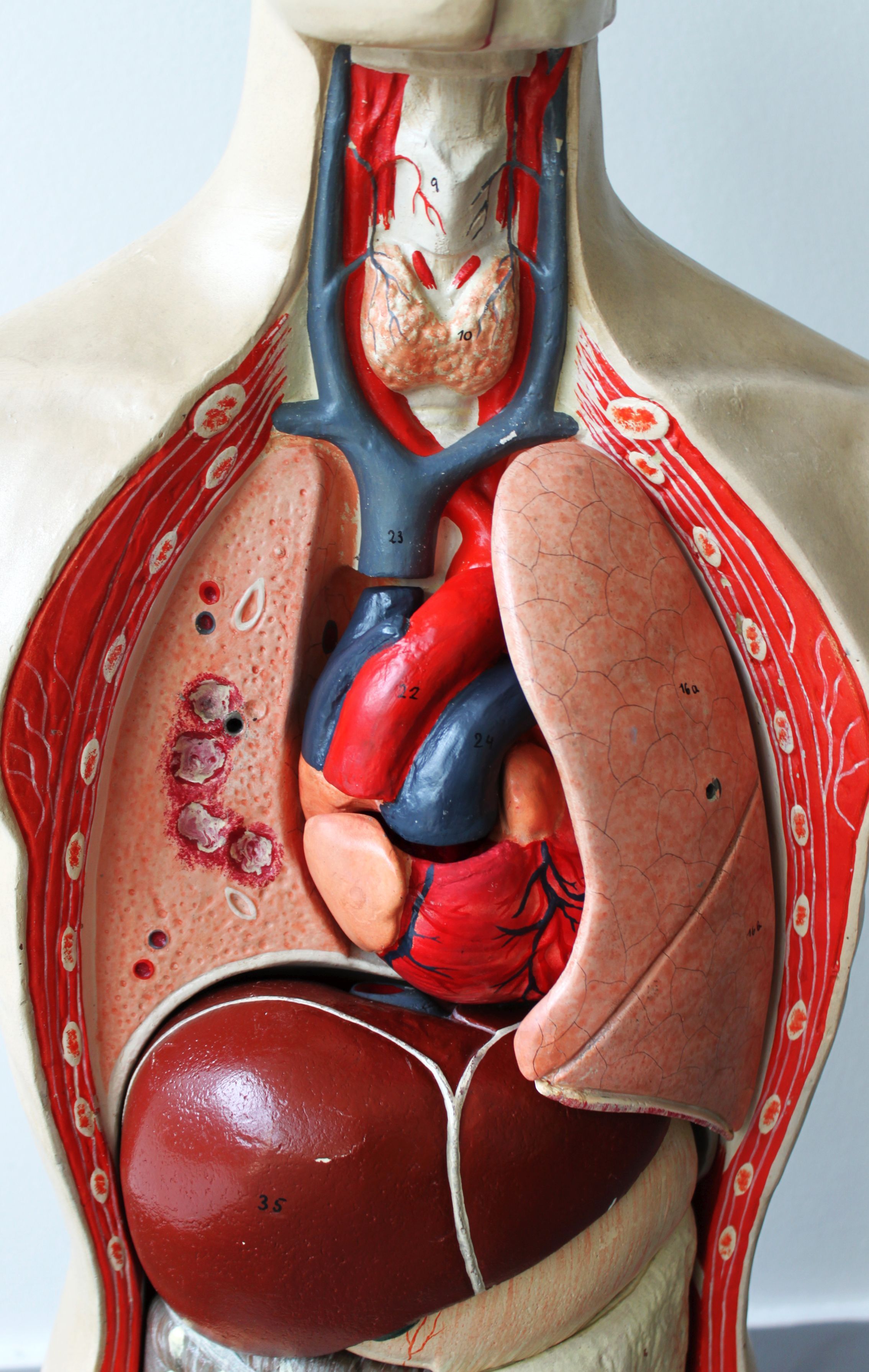 Vintage anatomical model, by Phywe, 50's.