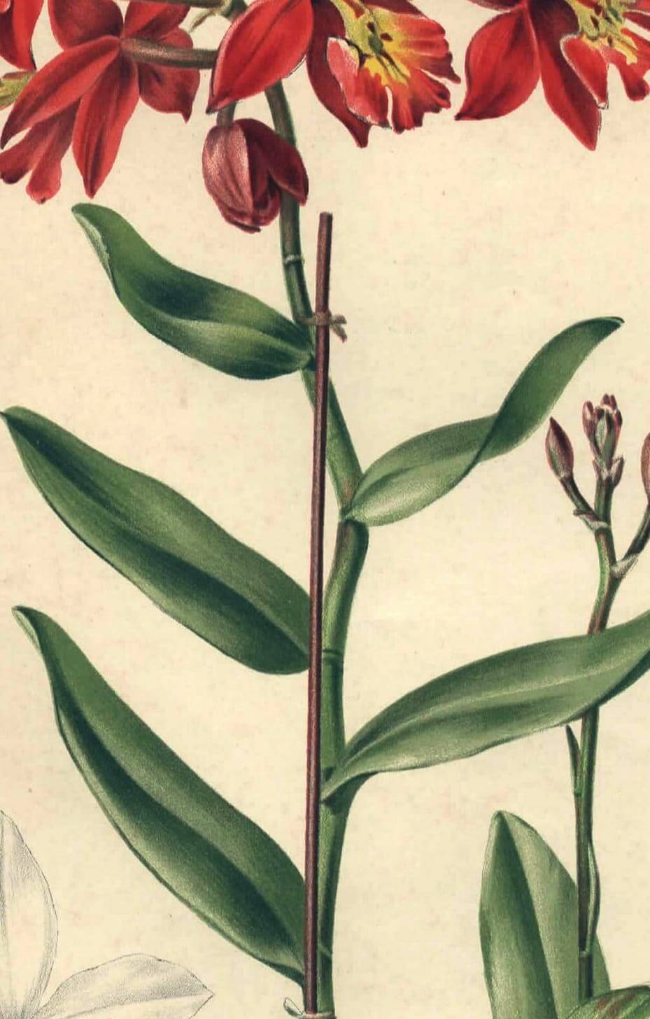 Botanical engraving from 1896 by Descamps-Sabouret • Epiphronitis hybrid • Old lithograph