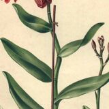 Botanical engraving from 1896 by Descamps-Sabouret • Epiphronitis hybrid • Old lithograph
