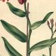 Botanical engraving from 1896 by Descamps-Sabouret • Epiphronitis hybrid • Old lithograph