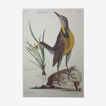 Bird engraving, large allouette, repro Catesby/Seligmann