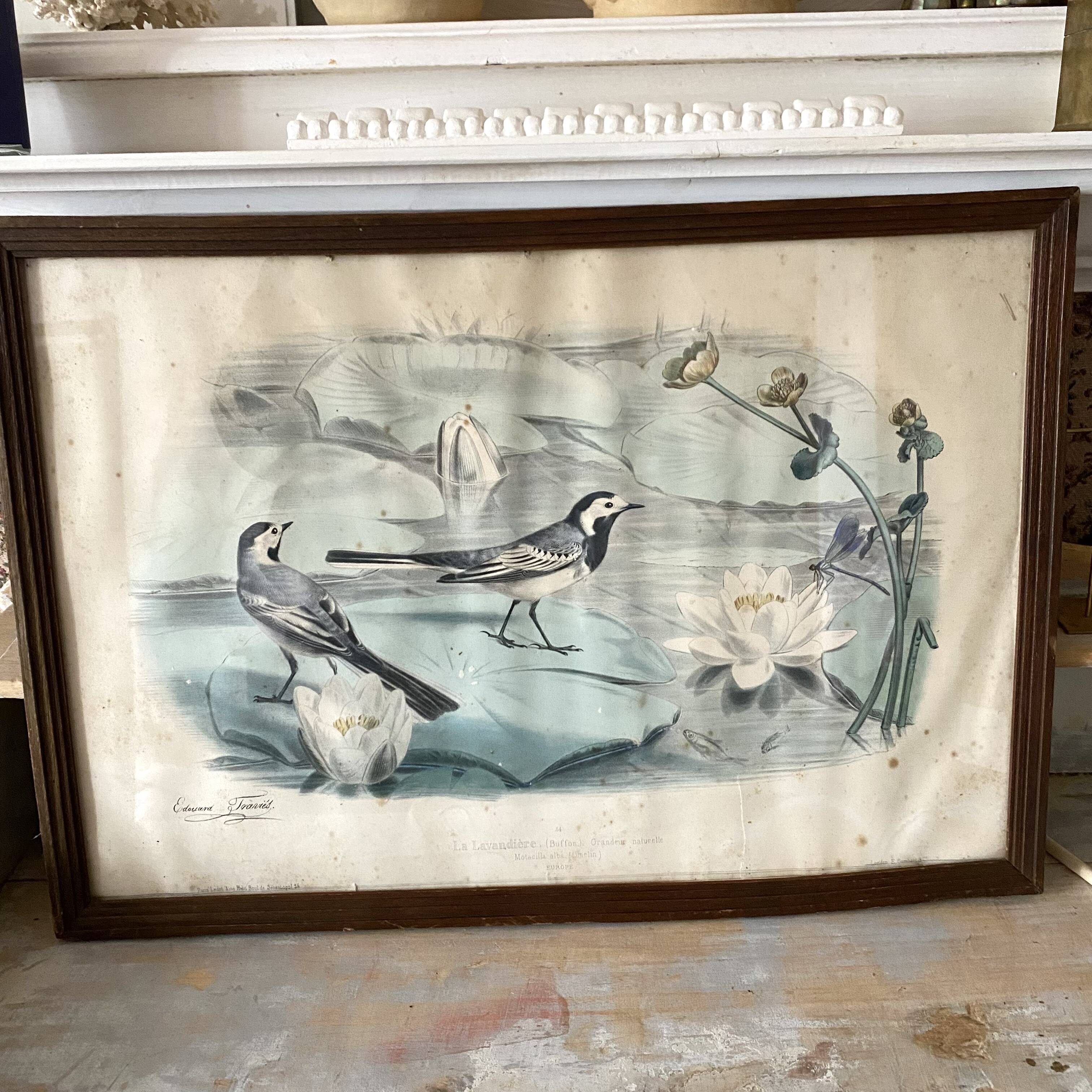 Large framed antique zoological engraving "The Washerwoman"