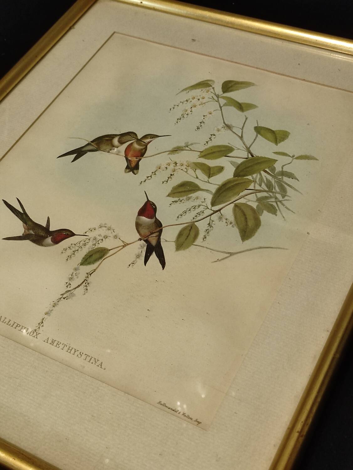 Old framed bird engraving