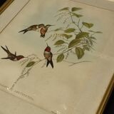 Gravure oiseau ancienne encadrée