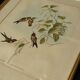 Gravure oiseau ancienne encadrée
