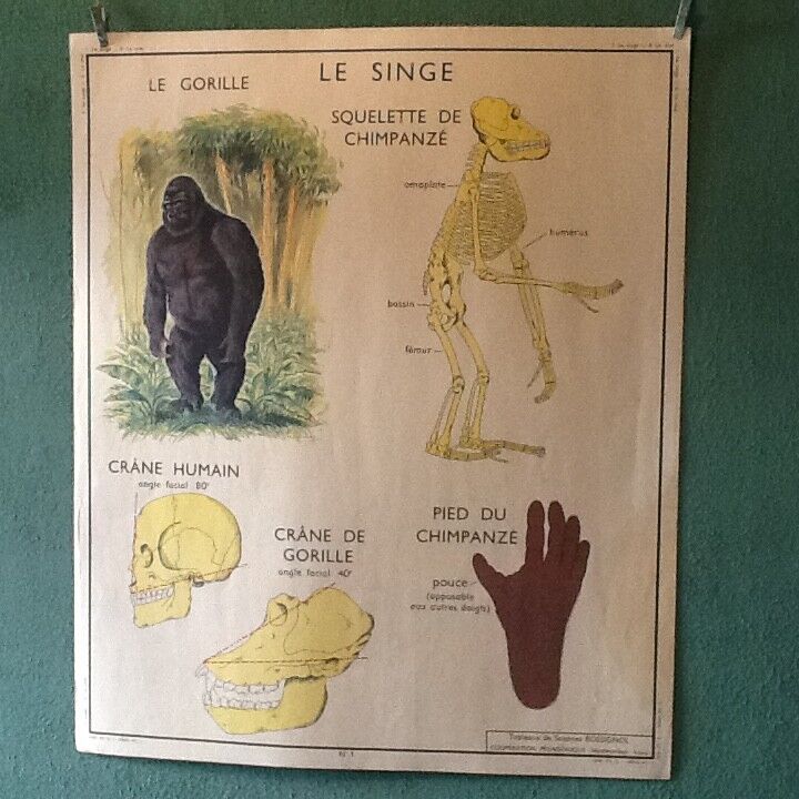 Poster teaching years 60 the monkey / cat