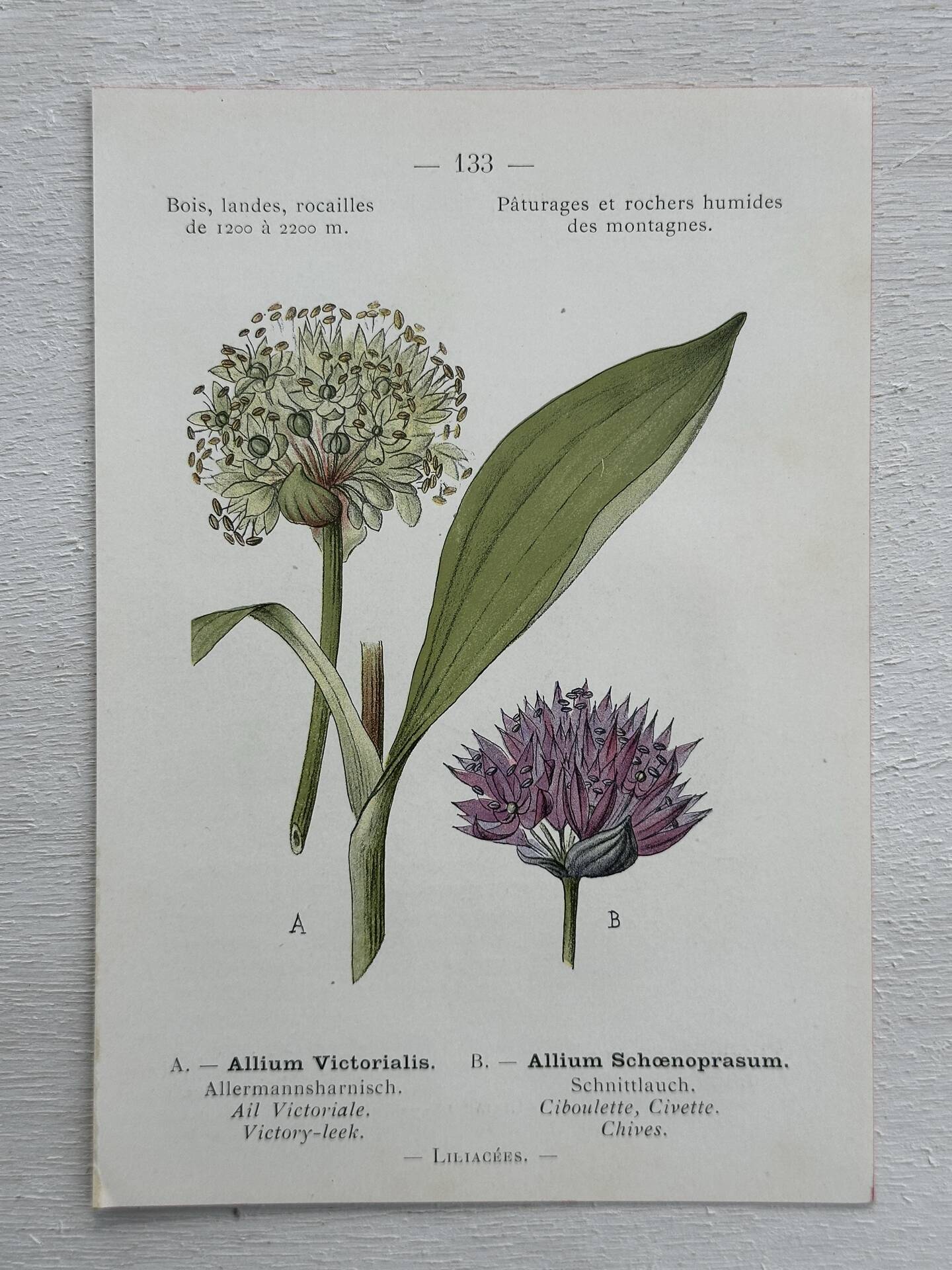 Botanical Plate 1800 Old naturalist engraving 19th century double-sided