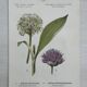 Botanical Plate 1800 Old naturalist engraving 19th century double-sided