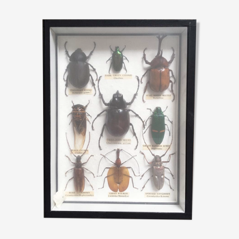 Boite collection de coléoptères, vintage