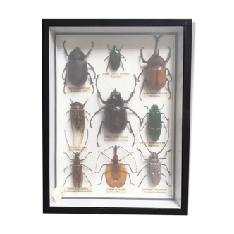 Beetle collection box, vintage