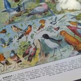 Lithograph on birds from 1928 "falcon"