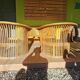 Teak garden furniture