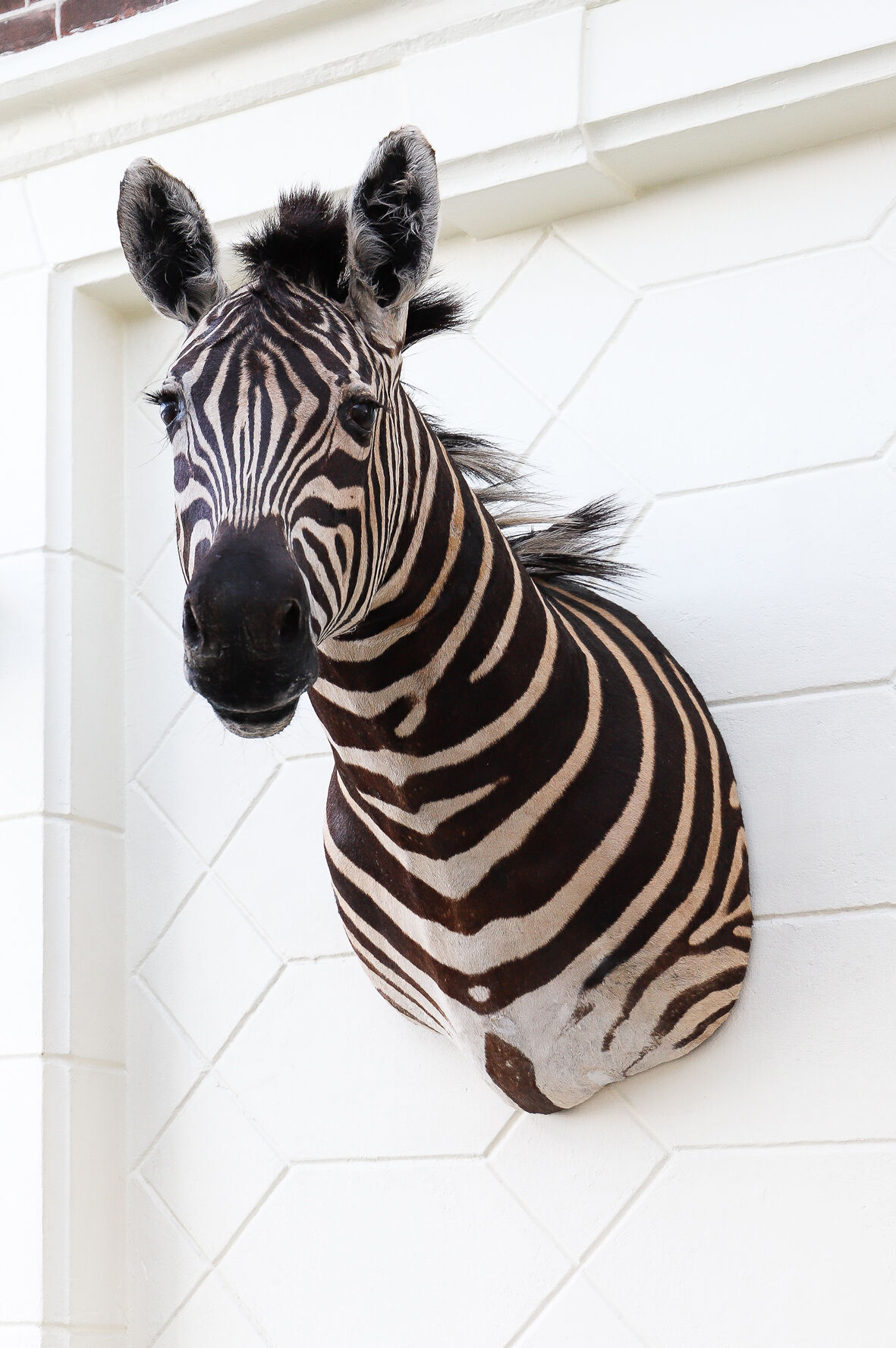 Zebra taxidermy