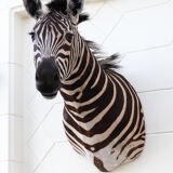 Zebra taxidermy