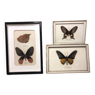 Set of 3 butterfly frames under glass + wooden frame vintage curiosity #a532