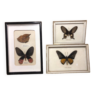 Lot de 3 cadres papillons sous verre + cadre bois curiosité vintage #a532