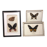 Lot de 3 cadres papillons sous verre + cadre bois curiosité vintage #a532