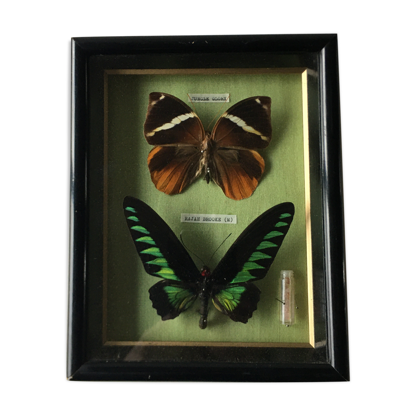 Vintage frame naturalized butterflies