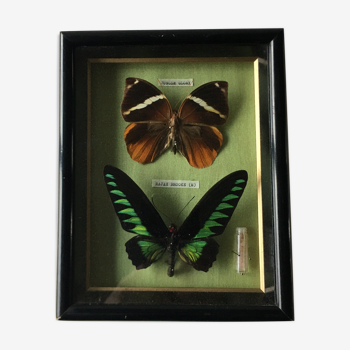 Cadre vintage papillons naturalisés