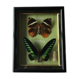 Vintage frame naturalized butterflies