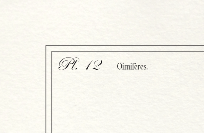 Lithograph engraving chimu00e8re animal - the saddingruche