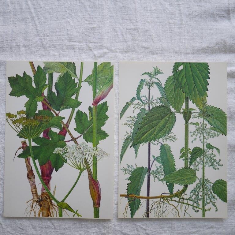 Set of 2 botanical plates Geigy, thorny apple and black henbath