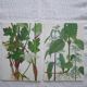 Set of 2 botanical plates Geigy, thorny apple and black henbath