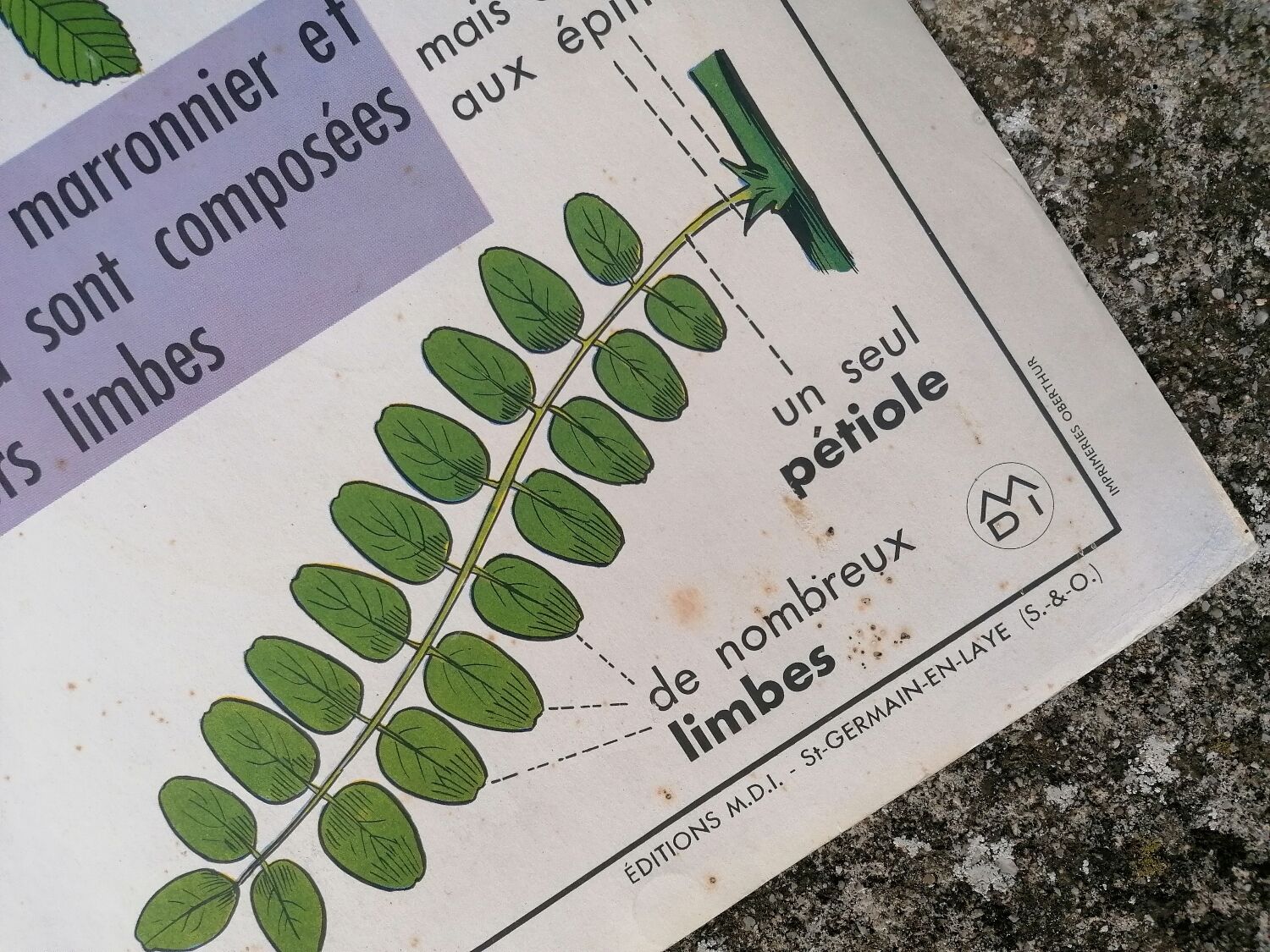Old MDI poster "The leaves-The apple".