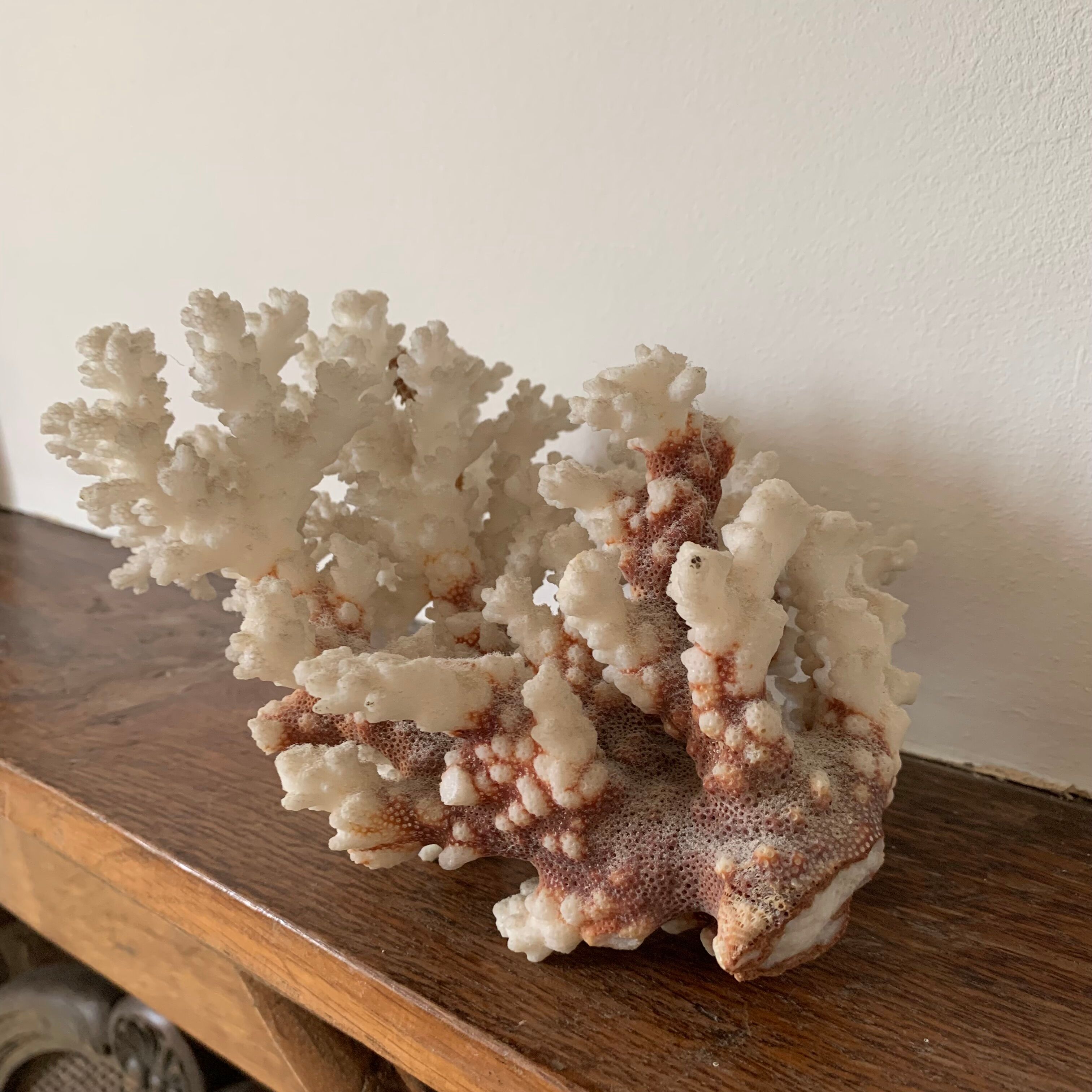 White coral and seahorse