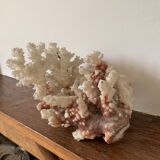 White coral and seahorse