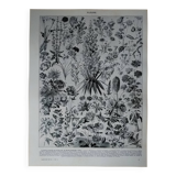 Original lithograph on flowers