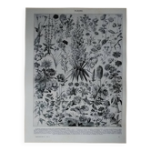 Original lithograph on flowers