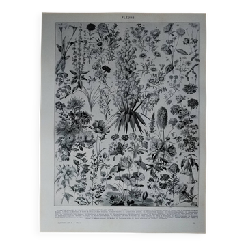 Lithographie originale sur les fleurs