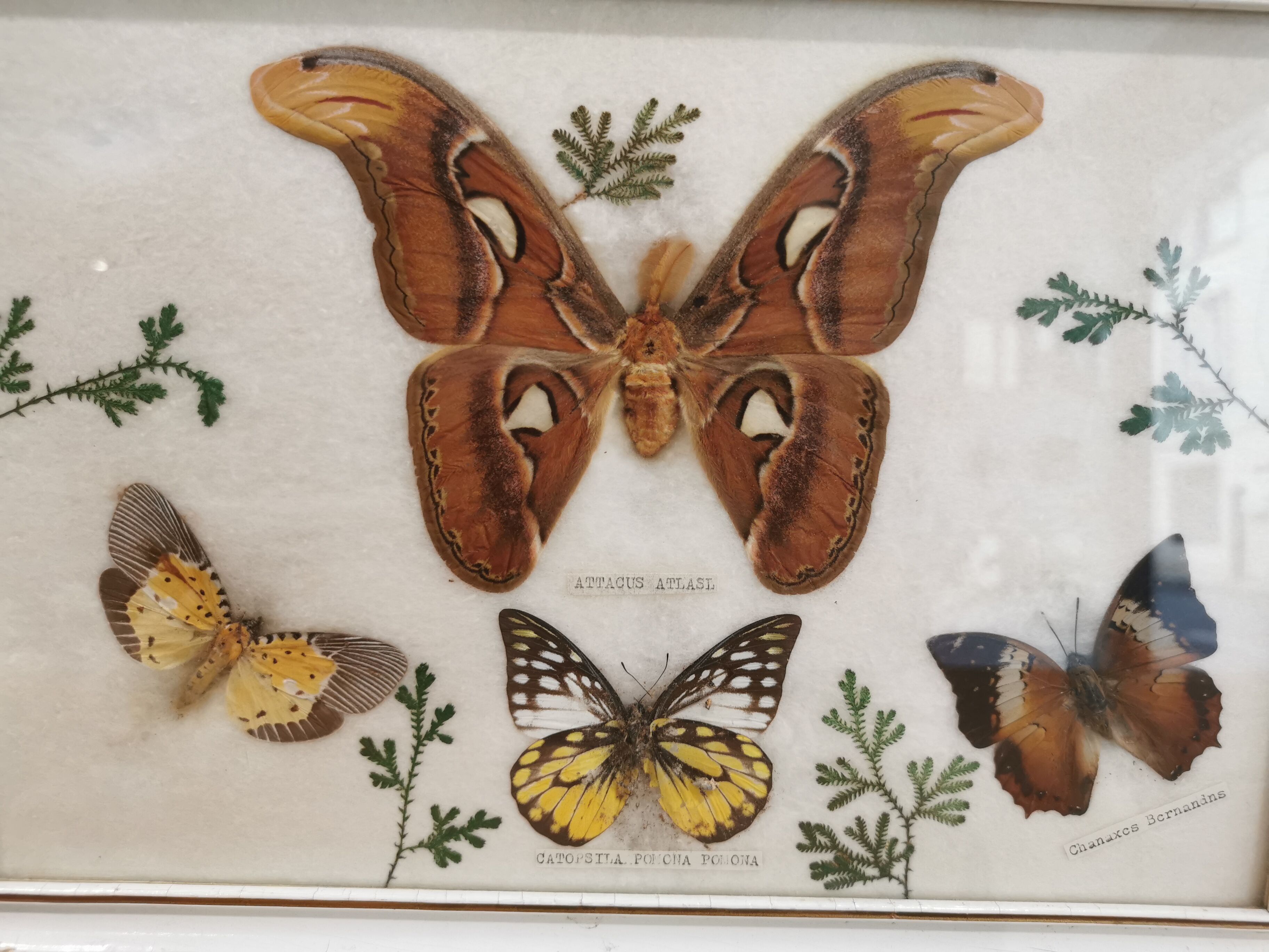 Vintage butterfly taxidermy frame